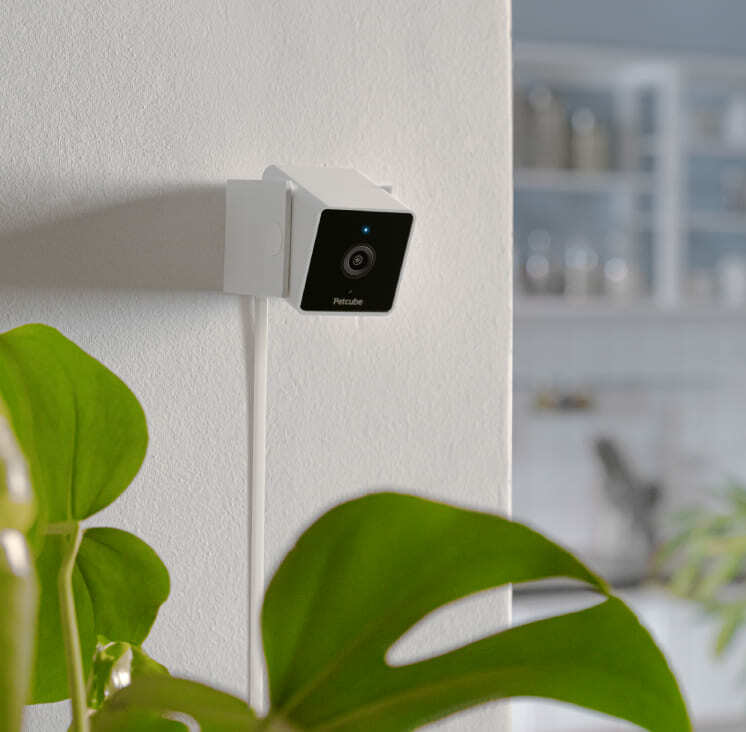 IP камера PETCUBE HD CC10US - фото - №7