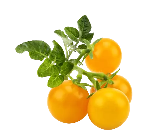 Сменный картридж Click&Grow Желтые томаты фото