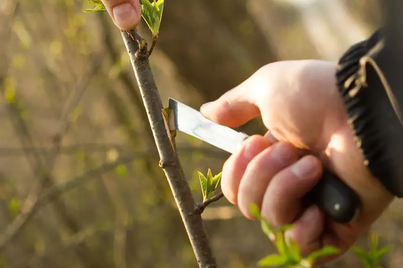 Ніж садовий Cellfast, для окулірування, 22 см - фото - №3