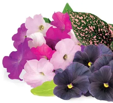 Змінний картридж Click&Grow Яскравий квітковий мікс - фото - №3