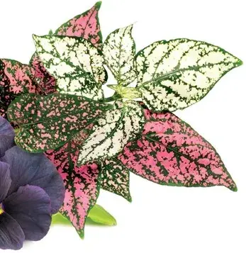 Змінний картридж Click&Grow Яскравий квітковий мікс - фото - №4