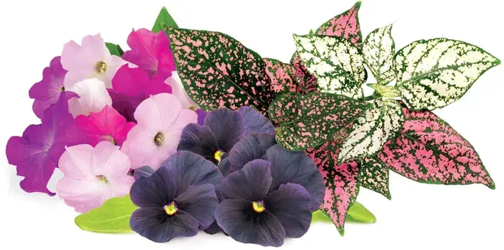 Змінний картридж Click&Grow Яскравий квітковий мікс - фото - №0