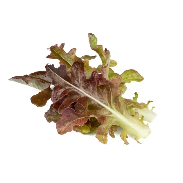 Змінний картридж Click&Grow Червоний дубовий салат - фото - №0