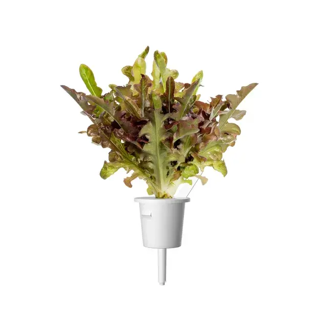 Змінний картридж Click&Grow Червоний дубовий салат - фото - №1