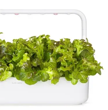 Змінний картридж Click&Grow Червоний дубовий салат - фото - №4