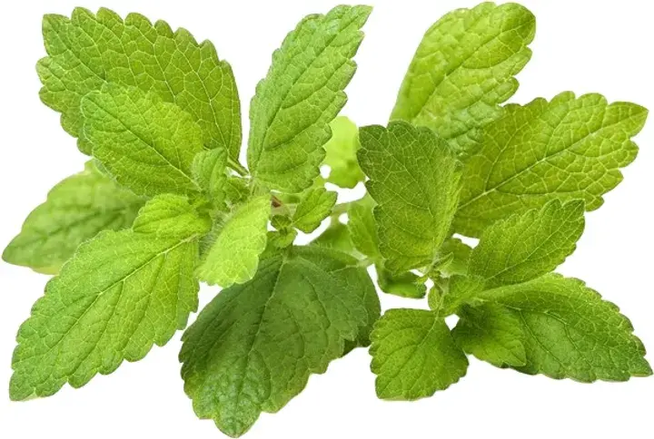 Змінний картридж Click&Grow Меліса - фото - №0