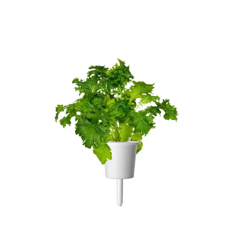 Змінний картридж Click and Grow Гірчиця васабі 2392 - фото - №2