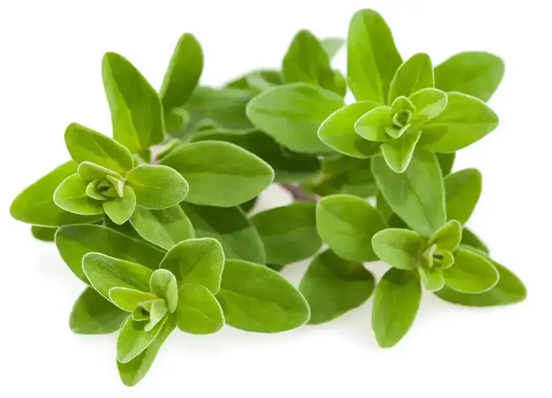 Змінний картридж Click and Grow Майоран 7571 - фото - №1