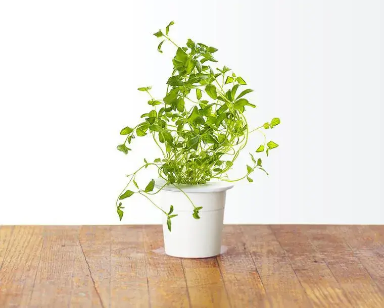 Змінний картридж Click and Grow Орегано 7489 - фото - №1