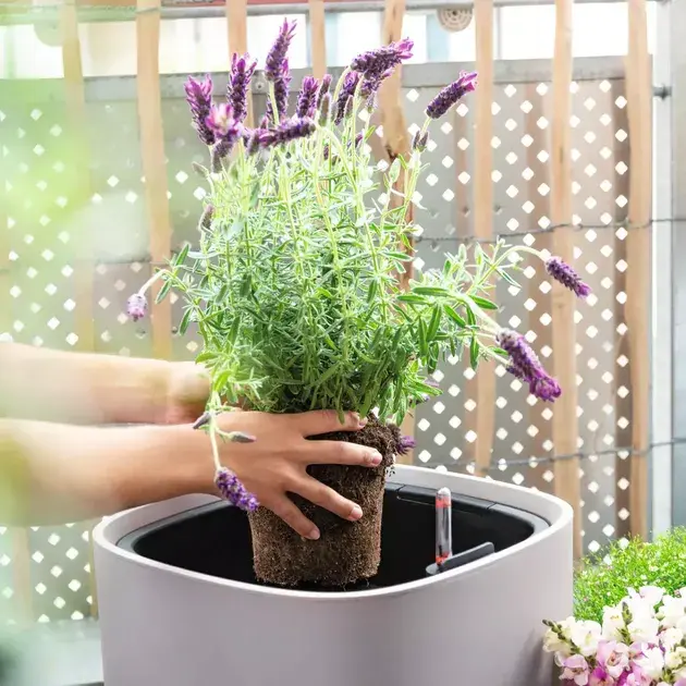 Субстрат Lechuza для овочів VEGGIE-PON 12 л 19592 - фото - №5