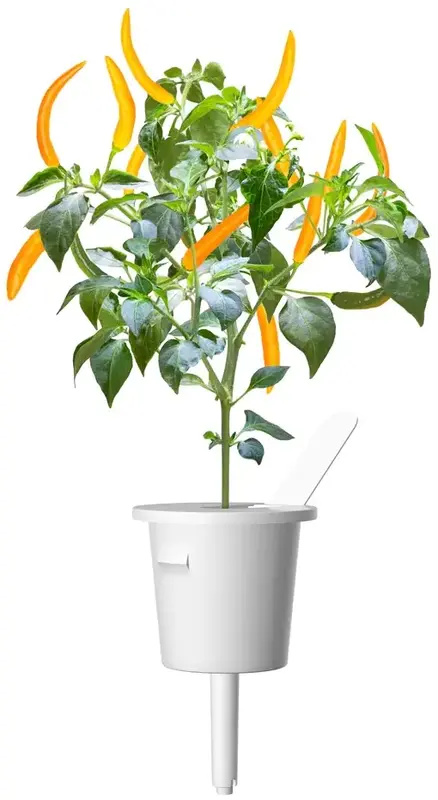 Змінний картридж Click and Grow Жовтий перець чілі 9186 - фото - №2