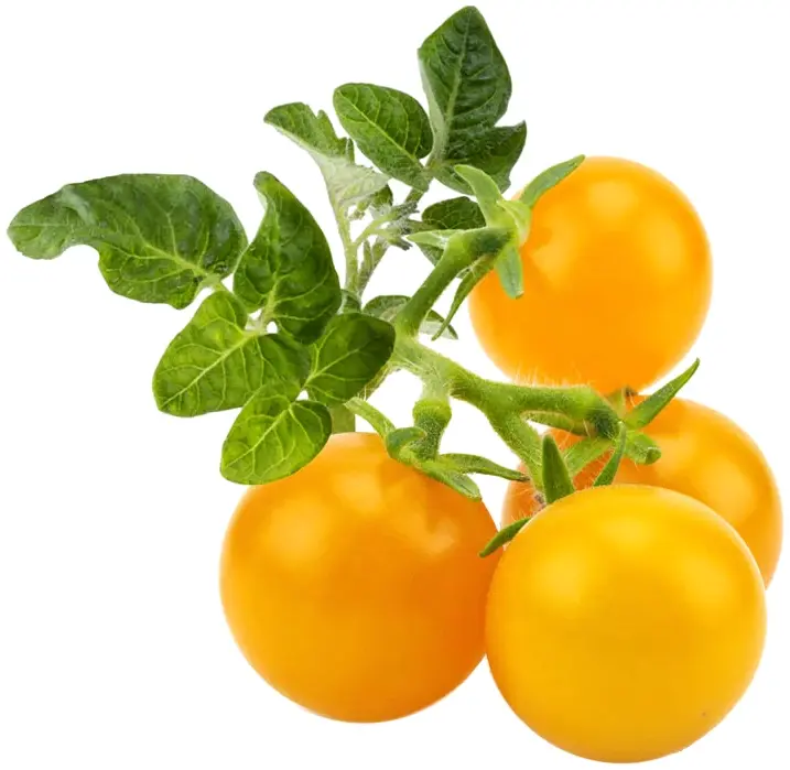 Змінний картридж Click and Grow Жовті томати 9124 - фото - №1