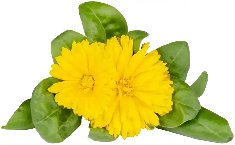 Змінний картридж Click and Grow Календула 3160 - фото - №1