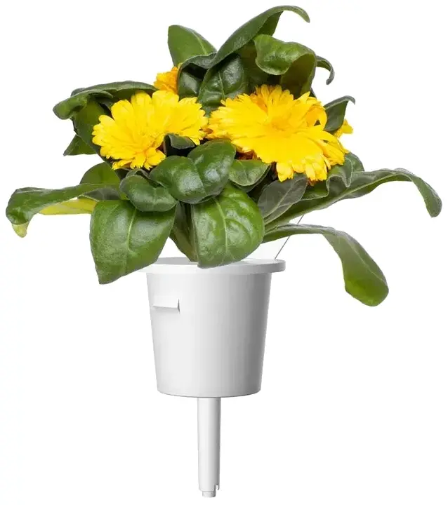 Змінний картридж Click and Grow Календула 3160 - фото - №2