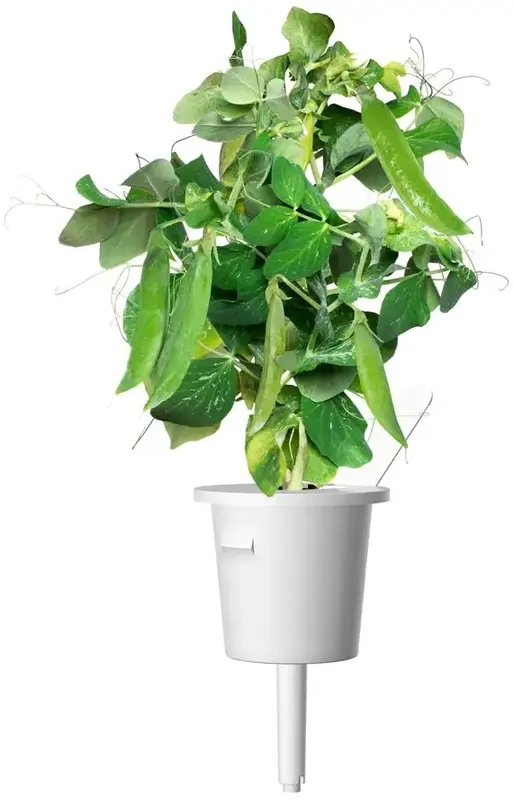 Змінний картридж Click and Grow Карликовий горошок 8998 - фото - №2