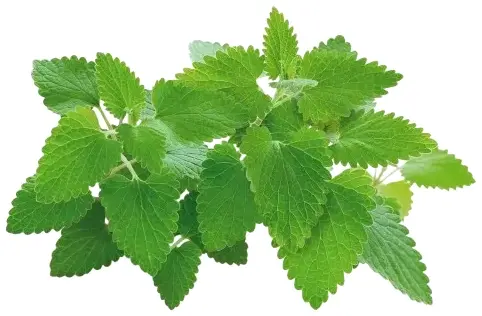 Змінний картридж Click and Grow Котяча м'ята 7465 - фото - №1