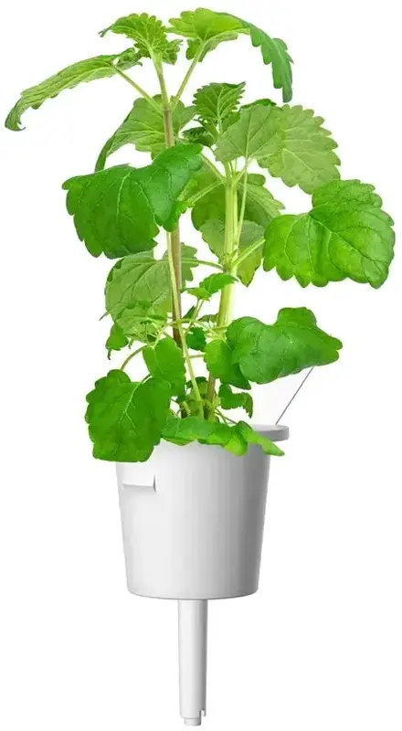 Змінний картридж Click and Grow Котяча м'ята 7465 - фото - №2