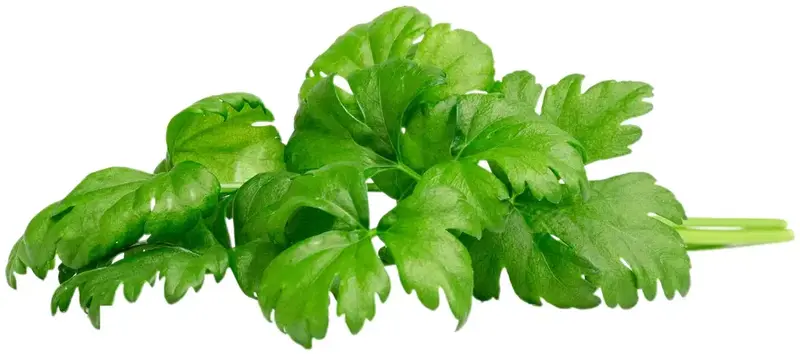 Змінний картридж Click and Grow Листова селера 3948 - фото - №0