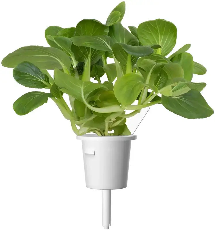 Змінний картридж Click and Grow Пак Чой 9131 - фото - №2