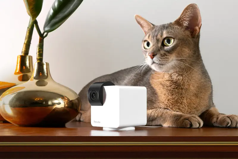 IP камера PETCUBE P36010US - фото - №4