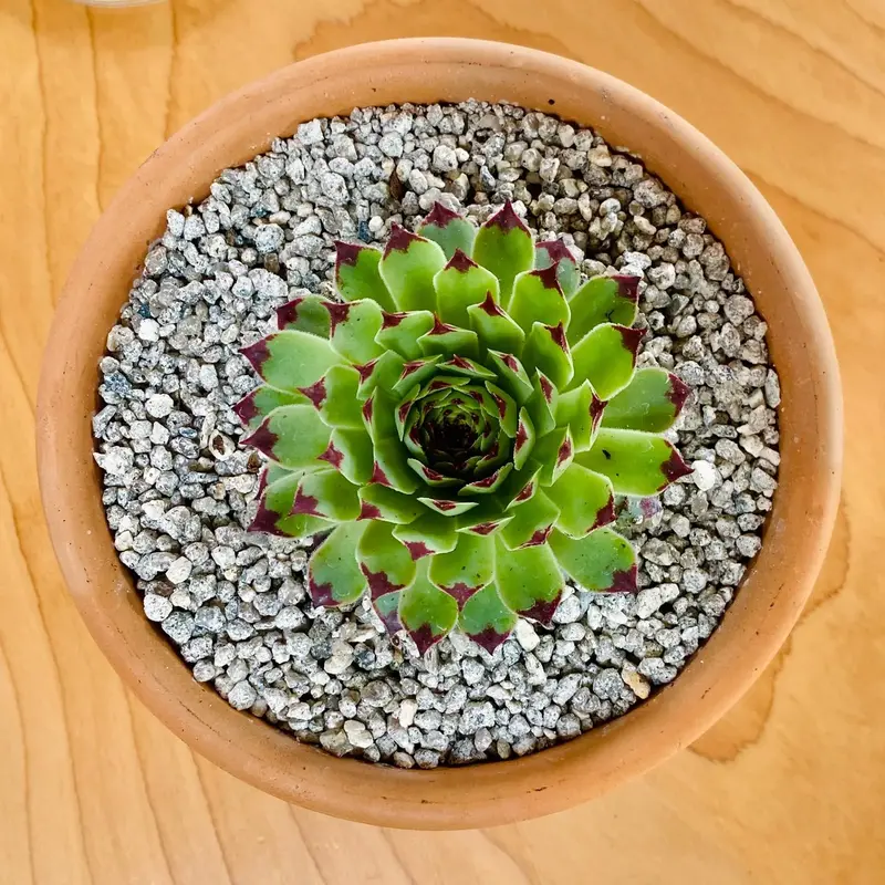 Вазон TERRANEO Carpi 32x26 cм (700065) - фото - №4