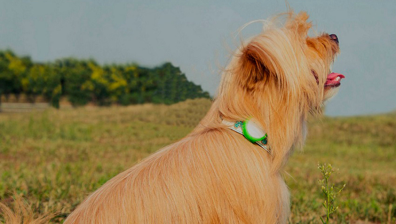 Фітнес-трекер Smart dog (Green) фото