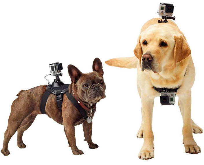 Кріплення для собак GoPro Fetch (ADOGM-001) фото
