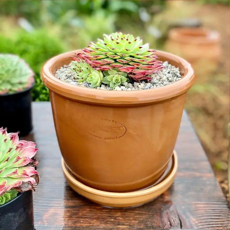 Вазон TERRANEO Carpi 32x26 cм (700065) - фото - №6