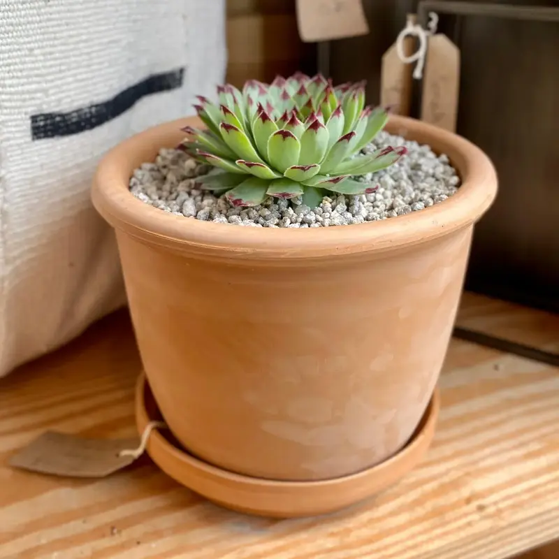 Вазон TERRANEO Carpi 32x26 cм (700065) - фото - №5