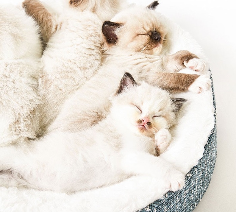 Кровать PETKIT Deep Sleep Cat Bed (Pink) фото