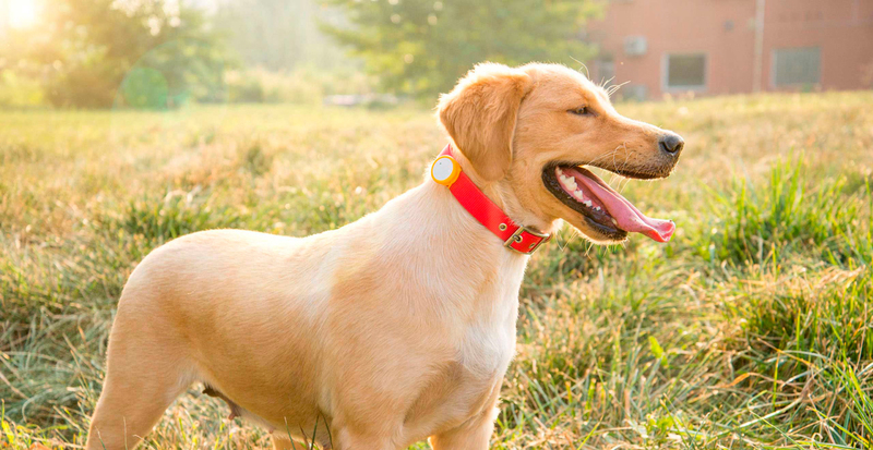 Фітнес-трекер Smart dog (Yellow) фото